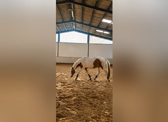 Duitse rijpony Mix, Ruin, 5 Jaar, 148 cm, Gevlekt-paard