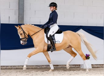 Duitse rijpony, Ruin, 5 Jaar, 148 cm, Palomino