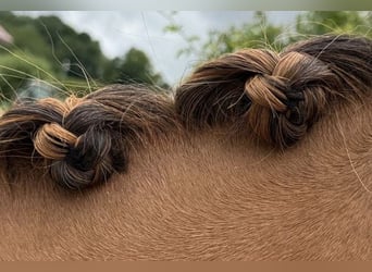 Duitse rijpony, Ruin, 5 Jaar, 148 cm, Red Dun
