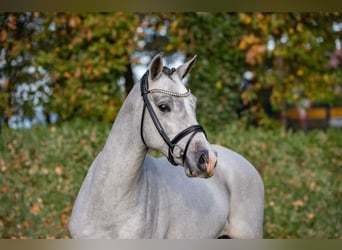 Duitse rijpony, Ruin, 5 Jaar, 148 cm, Schimmel