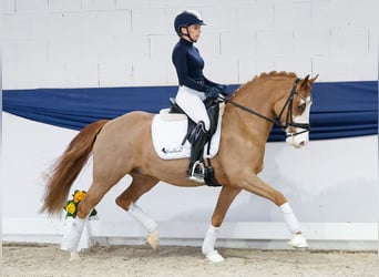 Duitse rijpony, Ruin, 5 Jaar, 148 cm, Vos