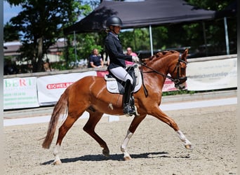 Duitse rijpony, Ruin, 5 Jaar, 148 cm, Vos