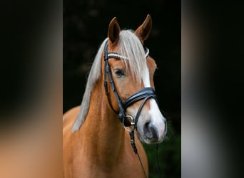 Duitse rijpony, Ruin, 5 Jaar, 148 cm, Vos