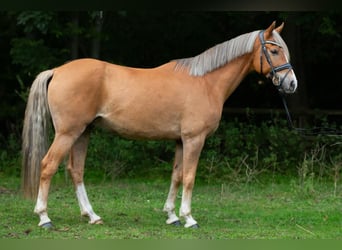 Duitse rijpony, Ruin, 5 Jaar, 148 cm, Vos