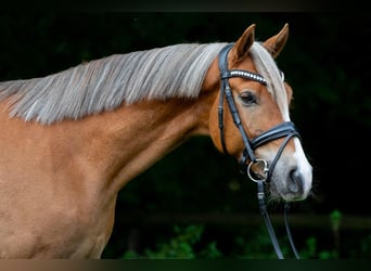 Duitse rijpony, Ruin, 5 Jaar, 148 cm, Vos