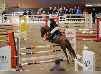 Duitse rijpony, Ruin, 5 Jaar, 148 cm, Vos