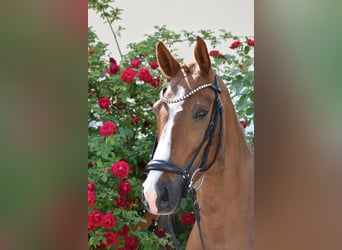 Duitse rijpony, Ruin, 5 Jaar, 148 cm, Vos
