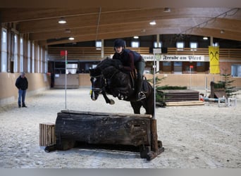 Duitse rijpony, Ruin, 5 Jaar, 148 cm, Zwart