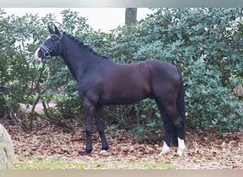 Duitse rijpony, Ruin, 5 Jaar, 148 cm, Zwart