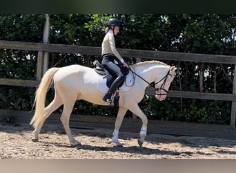 Duitse rijpony Mix, Ruin, 5 Jaar, 149 cm, Cremello