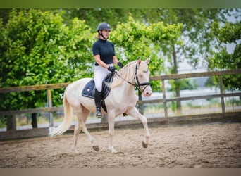 Duitse rijpony Mix, Ruin, 5 Jaar, 149 cm, Cremello