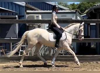 Duitse rijpony Mix, Ruin, 5 Jaar, 149 cm, Cremello