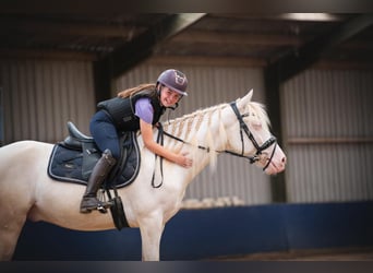 Duitse rijpony Mix, Ruin, 5 Jaar, 149 cm, Cremello