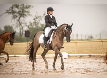 Duitse rijpony, Ruin, 5 Jaar, 149 cm, Roan-Blue