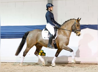 Duitse rijpony, Ruin, 5 Jaar, 150 cm, Bruin