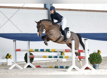 Duitse rijpony, Ruin, 5 Jaar, 150 cm, Bruin