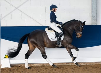 Duitse rijpony, Ruin, 5 Jaar, 150 cm, Donkerbruin