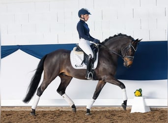 Duitse rijpony, Ruin, 5 Jaar, 150 cm, Donkerbruin