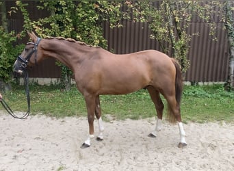 Duitse rijpony, Ruin, 5 Jaar, 150 cm, Donkere-vos