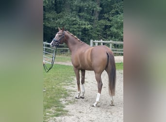 Duitse rijpony, Ruin, 5 Jaar, 150 cm, Donkere-vos