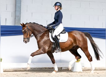 Duitse rijpony, Ruin, 5 Jaar, 150 cm, Donkere-vos