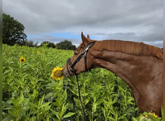 Duitse rijpony, Ruin, 5 Jaar, 150 cm, Vos