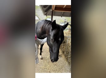 Duitse rijpony Mix, Ruin, 5 Jaar, 150 cm, Zwart