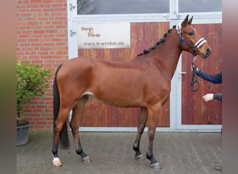 Duitse rijpony, Ruin, 5 Jaar, 151 cm, Bruin