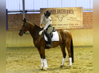 Duitse rijpony, Ruin, 5 Jaar, 151 cm, Bruin