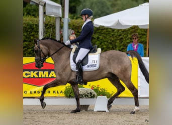 Duitse rijpony, Ruin, 5 Jaar, 151 cm, Falbe