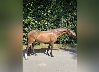 Duitse rijpony, Ruin, 5 Jaar, 152 cm, Bruin