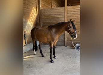 Duitse rijpony, Ruin, 5 Jaar, 152 cm, Bruin