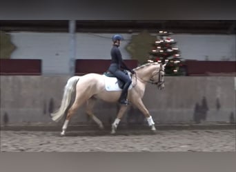 Duitse rijpony, Ruin, 5 Jaar, 152 cm, Palomino