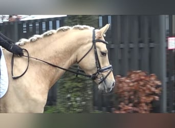 Duitse rijpony, Ruin, 5 Jaar, 152 cm, Palomino