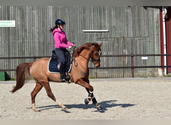 Duitse rijpony, Ruin, 5 Jaar, 152 cm, Vos