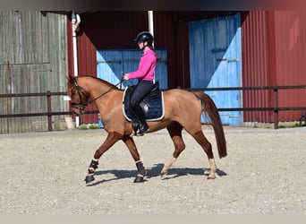 Duitse rijpony, Ruin, 5 Jaar, 152 cm, Vos