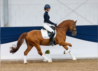 Duitse rijpony, Ruin, 5 Jaar, 152 cm, Vos