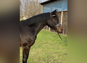 Duitse rijpony, Ruin, 5 Jaar, 152 cm, Zwartbruin