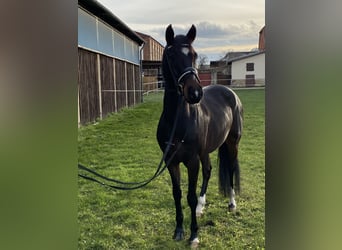 Duitse rijpony, Ruin, 5 Jaar, 152 cm, Zwartbruin