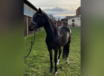 Duitse rijpony, Ruin, 5 Jaar, 152 cm, Zwartbruin