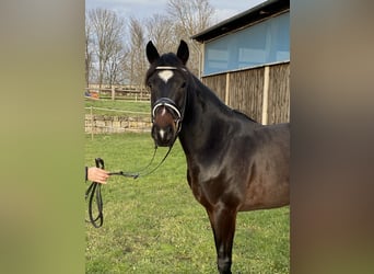 Duitse rijpony, Ruin, 5 Jaar, 152 cm, Zwartbruin