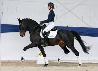 Duitse rijpony, Ruin, 5 Jaar, 153 cm, Donkerbruin