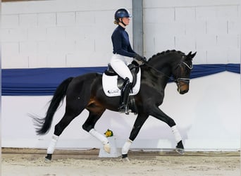 Duitse rijpony, Ruin, 5 Jaar, 153 cm, Donkerbruin