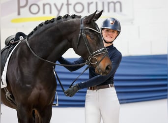 Duitse rijpony, Ruin, 5 Jaar, 153 cm, Donkerbruin