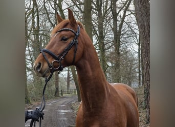 Duitse rijpony, Ruin, 5 Jaar, 154 cm, Gevlekt-paard