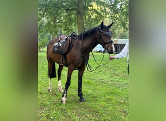 Duitse rijpony, Ruin, 5 Jaar, 155 cm, Donkerbruin