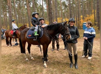 Duitse rijpony, Ruin, 5 Jaar, 155 cm, Donkerbruin