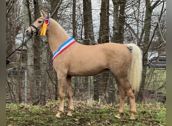 Duitse rijpony, Ruin, 5 Jaar, 155 cm, Palomino