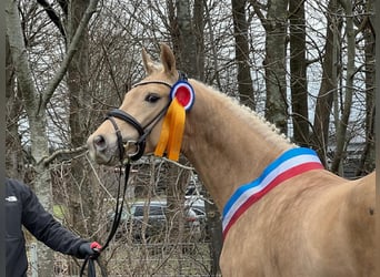 Duitse rijpony, Ruin, 5 Jaar, 155 cm, Palomino