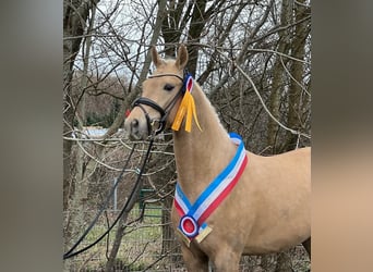 Duitse rijpony, Ruin, 5 Jaar, 155 cm, Palomino